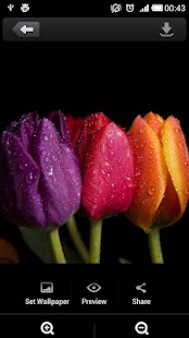 Free Roses flower Wallpapers V2 APK