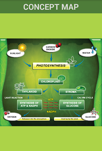 【免費教育App】Photosynthesis-APP點子