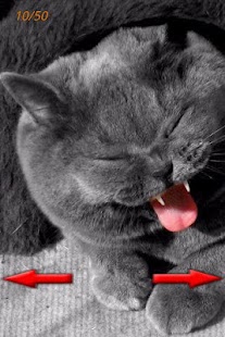 How to download Funny Cats Pictures 1.0 mod apk for bluestacks