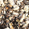 California mussels