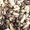 California mussels