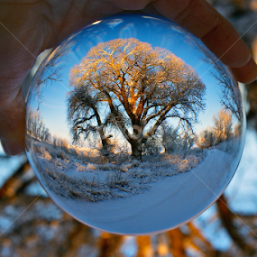 Snow Globe by Johnny Gomez - Artistic Objects Other Objects