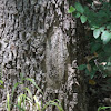 Post oak