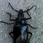 Palo verde beetle