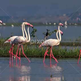 Flamingos..Ready for Parade .... by रोहित वसावे - Animals Birds