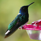 white necked Jacobin