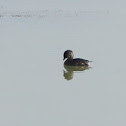 Pied-bill Grebe