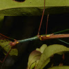 Winged Stick Insect - Male