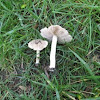 Ivory-capped brown spored mushroom under oaks (Inocybe sp.)