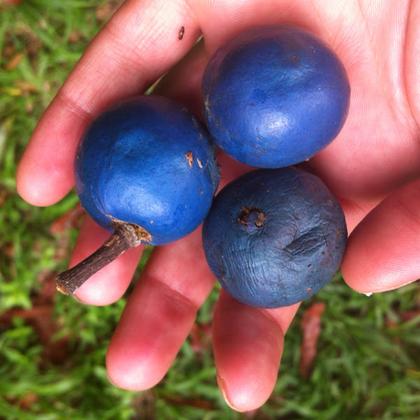 Blue Quandong fruit Project Noah