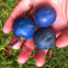 Blue Quandong fruit