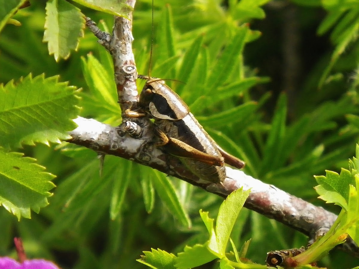 Roesel's Bush Cricket (male)
