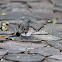 Arrow-marked Babbler