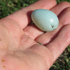 American Robin Egg
