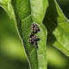 Spined Soldier Bug Eggs