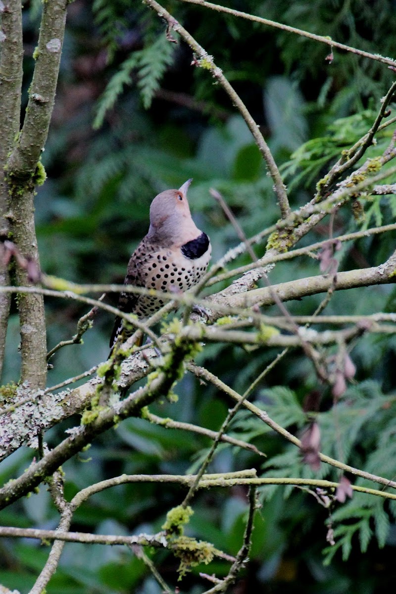 Northern Flicker (Red-shafted) f.