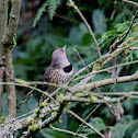 Northern Flicker (Red-shafted) f.