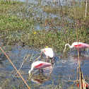 Roseate Spoonbill