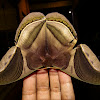 Giant silk moth