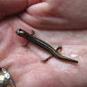 Red-backed Salamander (Lead-backed morph)