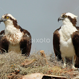 by Anthony Goldman -  