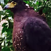 Crested serpent eagle