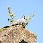 Woodpigeon