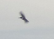 Forrester's (or Common) Tern