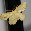 crocus geometer moth