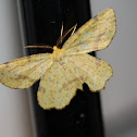 crocus geometer moth