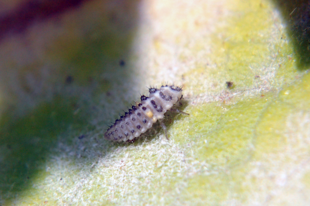 White Ladybug Larvae