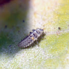 White Ladybug Larvae