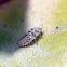 White Ladybug Larvae