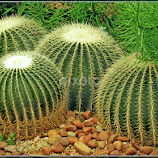 	Cacti			 by Amanda Coertze -  