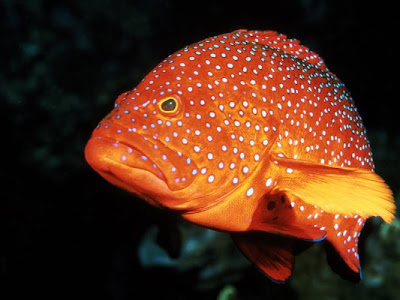 画像 壁紙 面白い 190774-壁�� 面白い iphone