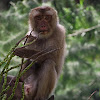 Northern pigtail macaque