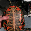 Western Painted Turtle