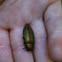 Golden Buprestid beetle