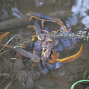 Newts/orange bellied newts