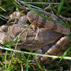 Grenouille rousse (fr) / Common frog (en)