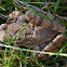 Grenouille rousse (fr) / Common frog (en)