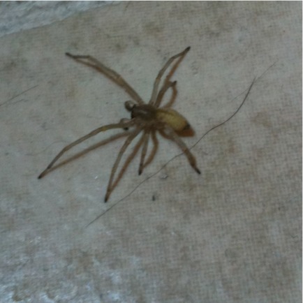 Yellow Sac Spider