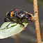 Round-necked sexton beetle