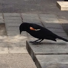 Red-winged Blackbird