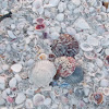 scalop seashell