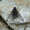 Bee Fly