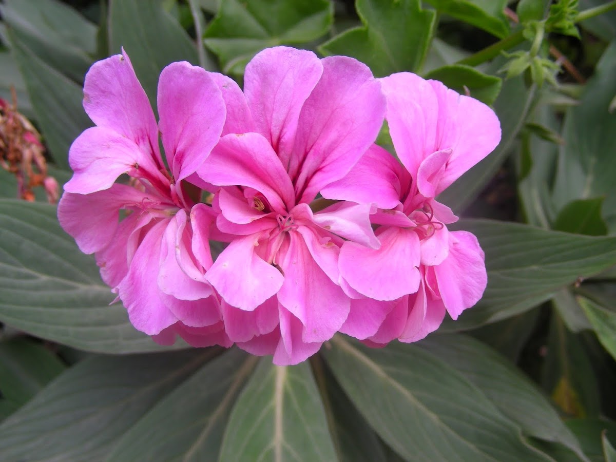 Geranium (pink)