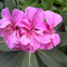 Geranium (pink)
