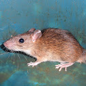 Brown rat