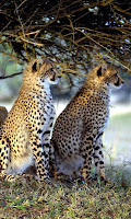 Leopard Jigsaw APK スクリーンショット画像 #1